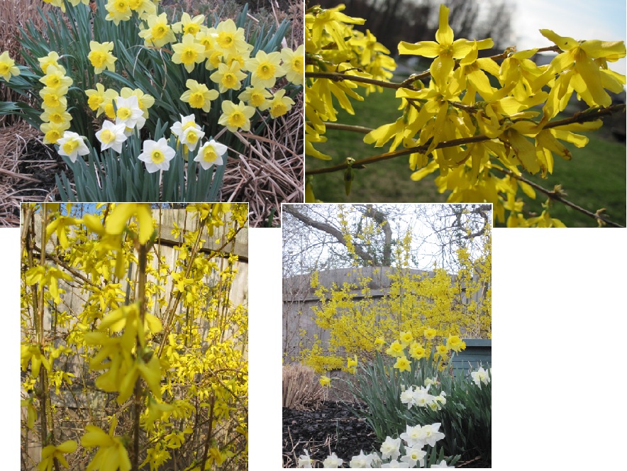 Forsythia and Daffodils in Bloom